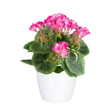 Mini geranium x7, 5 flowers, in ceramic pot