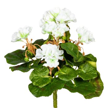 Mini geranium x7, approx. 24cm, 5 Flowers, white, UV-resistant