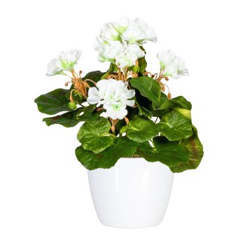 Mini geranium x7, approx 24cm, 5 flowers, white, UV-resistant, in ceramic pot