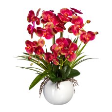 Phalaenopsis, 58 cm, pink, im