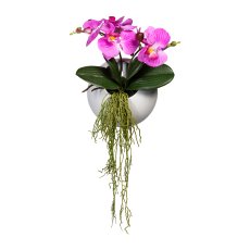 Phalaenopsis, 25 cm,
