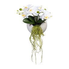 Phalaenopsis, 25cm, weiß, in Wandhängevase weiß DM16x8cm, mit Öse