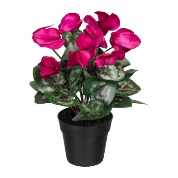 Cyclamen x10, 30cm, Fuchsia, in plastic pot black Dm 10x8.5cm