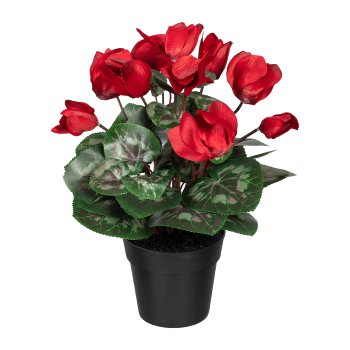 Cyclamen x10, 30cm, Ruby Red, in plastic pot black Dm 10x8.5cm