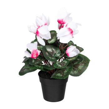 Cyclamen x10, 30cm, white-Pink, in plastic pot black Dm 10x8.5cm