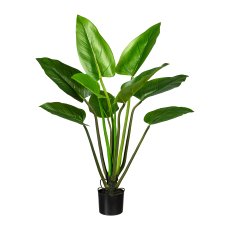 Philodendron x9, ca 110cm