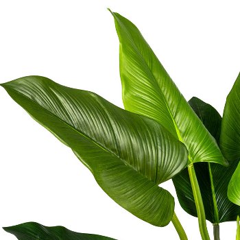 Philodendron x12, ca. 130cm Green, In Pot 17x15cm, with Soil, Pu, Plastic Leaves