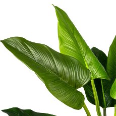 Philodendron x12, ca. 130cm Green, In Pot 17x15cm, with Soil, Pu, Plastic Leaves