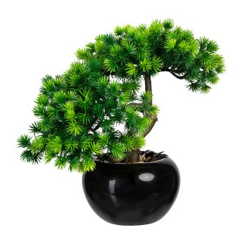 Bonsai Lärche x2, ca 25cm, im Keramiktopf schwarz glänz. 13cm, m.Kies