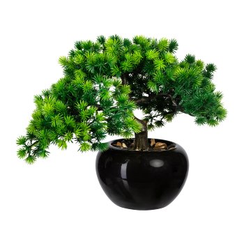 Bonsai Lärche x3, ca 26cm, im Keramiktopf schwarz glänz. 15x9cm, m.Kies