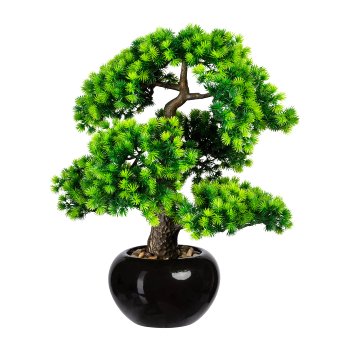 Bonsai Lärche x7, ca 48x35cm, im Keramiktopf schwarz glänz. 18x11cm, m.Kies