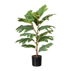 Artocarpus x14 sheets, ca