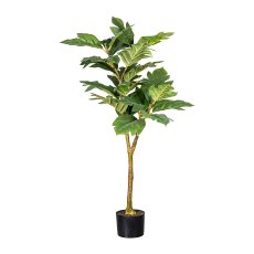 Artocarpus x2, 21 Bl. (3-D