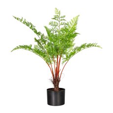 Daucus carota Busch x9, ca