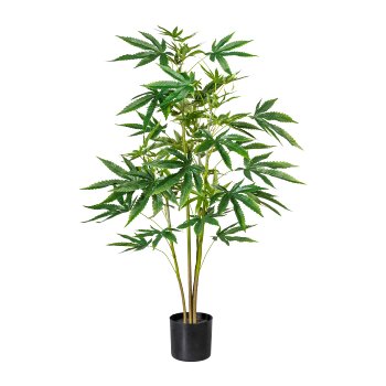 Aralia plant x4, ca 90cm, 72 leaves, green, in plastic pot 12x11cm