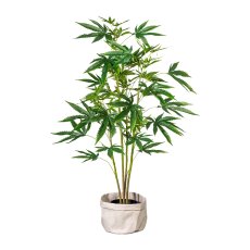 Aralia plant x4, ca 90cm, 72 leaves, green, in plastic pot 12x11cm