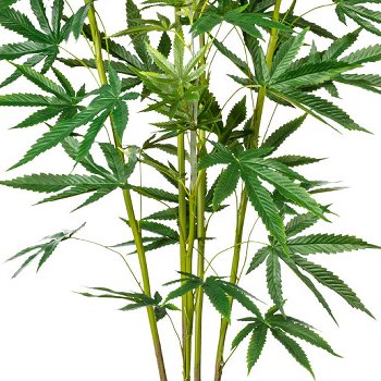 Zierhanfpflanze x5, ca 150cm, 150 Bl., grün, im Kunststofftopf 15x12,5cm