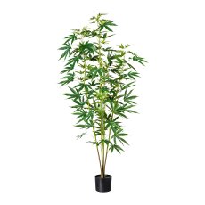 Ornamental hemp plant x5, ca