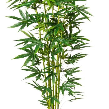 Ornamental hemp plant x7, ca 210cm, 263 leaves, green, in plastic pot 17x15cm