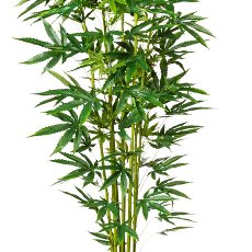 Ornamental hemp plant x7, ca 210cm, 263 leaves, green, in plastic pot 17x15cm