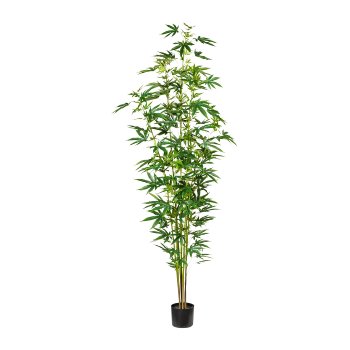 Ornamental hemp plant x7, ca 210cm, 263 leaves, green, in plastic pot 17x15cm