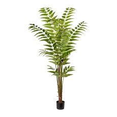 Leather fern plant, ca 180cm, 228 leaves, green, in plastic pot 15x13cm