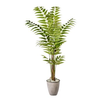 Leather fern plant, ca 180cm, 228 leaves, green, in plastic pot 15x13cm