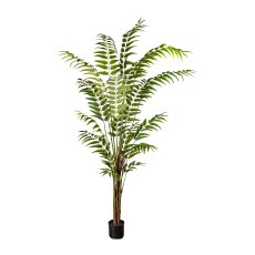 leather fern plant ,ca 240cm,