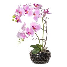 Phalaenopsis arrangement x2 55cm pink,13 flowers, in oval vase, silver 20x10x12cm