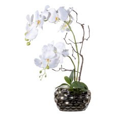 Phalaenopsis arrangement x2, ca 55cm white,13 flowers, in oval vase, silver 20x10x12cm