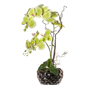 Phalaenopsis arrangement x2 55cm green,13 flowers, in oval vase, silver 20x10x12cm