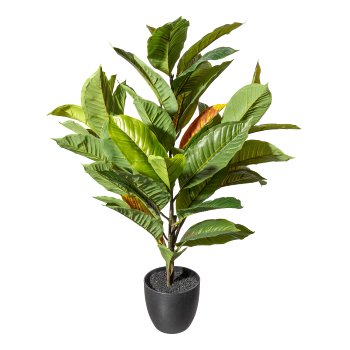 Magnolia leaf plant x3, 31 leaves ca 75cm green brown, in plastic pot black 14x12cm,