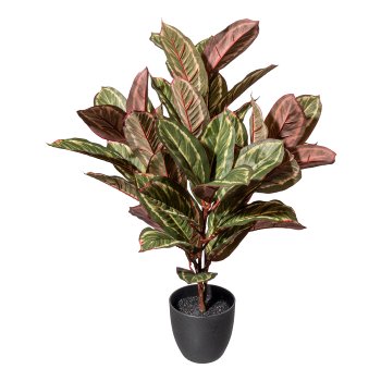 Maranta plant x3, 31 leaves ca 75cm green-red, in plastic pot black 14x12cm, with soil