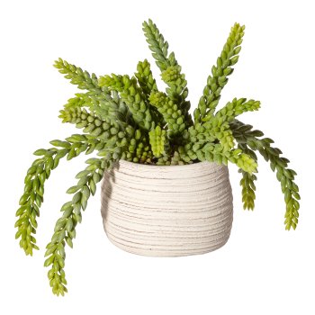 Sedum x20,grün ca 25cm,im Zementtopf creme 14,5x12,5cm