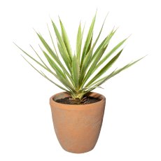 Yucca x32 greencream,ca 45cm,in terracotta pot natural 17,5x17,5cm, with soil