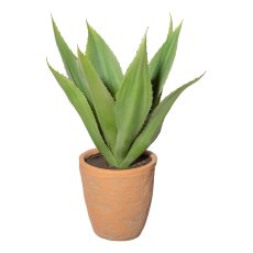 Agave x13 green, ca 38cm, in terracotta pot natural 14,5x14,5cm, with soil