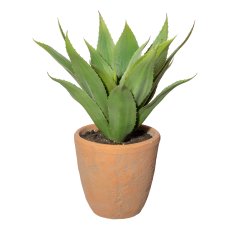 Agave x19 green, ca 40cm, in terracotta pot natural 17,5x17,5cm, with soil