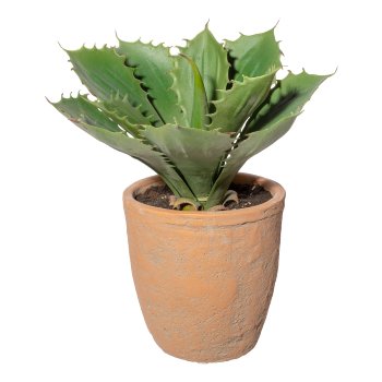 Echeveria x13 grün,ca 25cm,im Terracottatopf natur 14,5x14,5cm, mit Erde