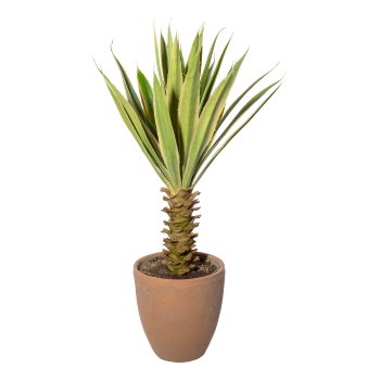 Yucca x29 grüncreme,ca 75cm,im Terracottatopf natur 21x22cm, mit Erde