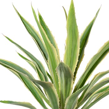 Agave x23, grüncreme, ca 85cm, im Terracottatopf natur 21x22cm, mit Erde