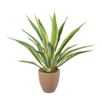 Agave x23, grüncreme, ca 85cm, im Terracottatopf natur 21x22cm, mit Erde