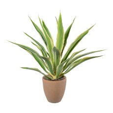 Agave x23, grüncreme, ca 85cm, im Terracottatopf natur 21x22cm, mit Erde