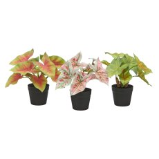Blattpflanzen 3fa.sort., H 20cm, im Kunststofftopf 7,5x7cm SET 3