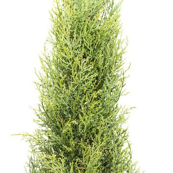Thuja emerald, ca 150cm green in plastic pot 15x12cm with soil
