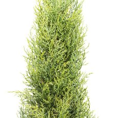 Thuja emerald, ca 150cm green in plastic pot 15x12cm with soil