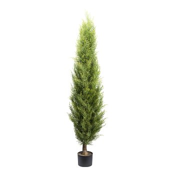 Thuja emerald, ca 150cm green in plastic pot 15x12cm with soil