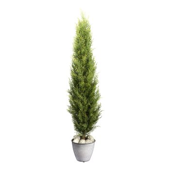 Thuja emerald, ca 150cm green in plastic pot 15x12cm with soil