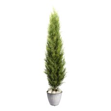 Thuja emerald, ca 150cm green in plastic pot 15x12cm with soil