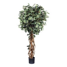 Ficus Benjamini, ca 180cm grün