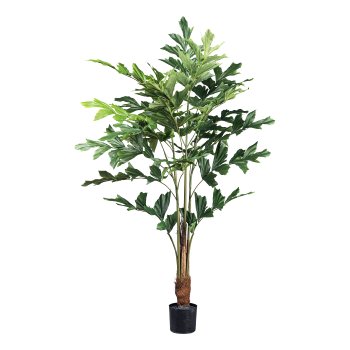 Caryota palm x7, 88 leaves ca 120cm green in plastic pot 12x11,5cm w. soil